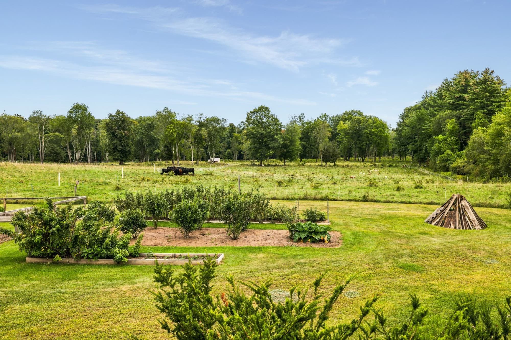 The back field with garden beds and Christmas trees